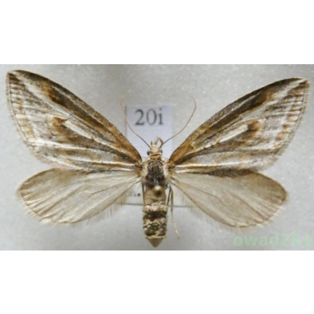 Chesias legatella (Denis & Schiffermüller, 1775) Czech20i